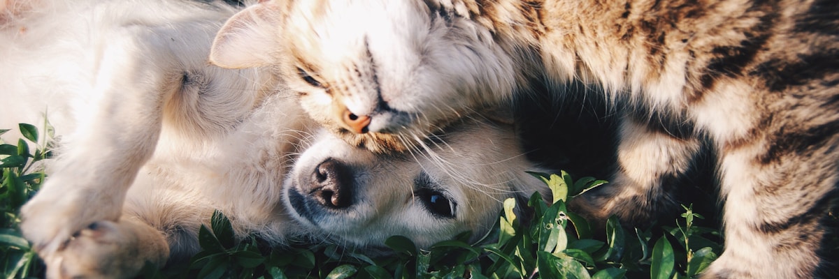 SPA - Société Protectrice des Animaux
